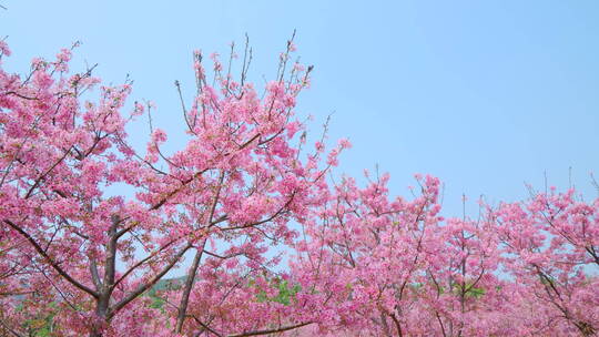 樱花树林春暖花开满树开满鲜花