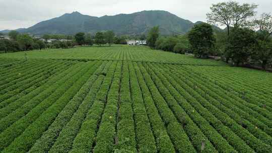 广西桂林尧山茶园