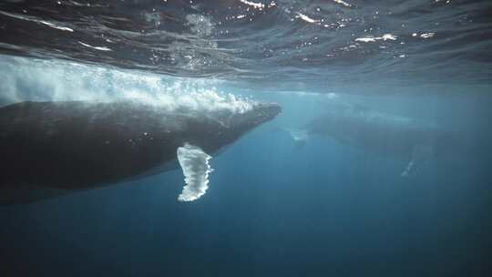 海洋中的座头鲸视频素材模板下载