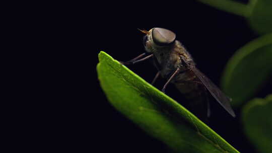 8K超清昆虫蝇类