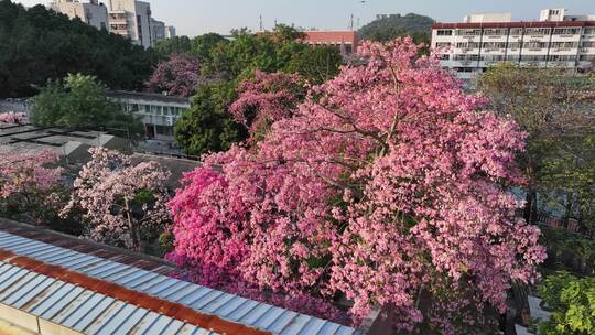 中国广东省广州市天河区华南师范大学异木棉