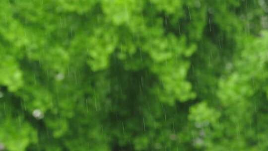 升格拍摄梅雨季节唯美雨景雨珠特写