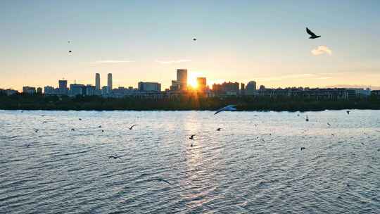 城市湖滨海鸥飞翔