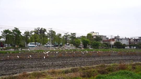 春耕 耕田