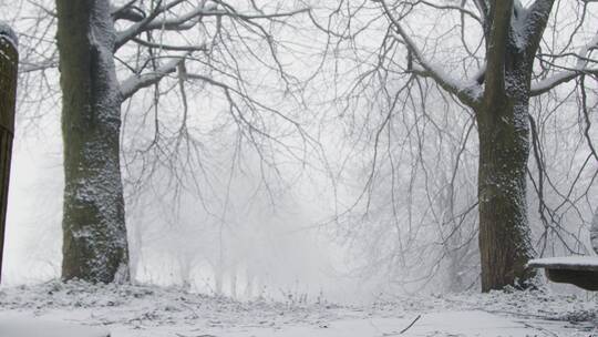 白雪覆盖的森林视频素材模板下载