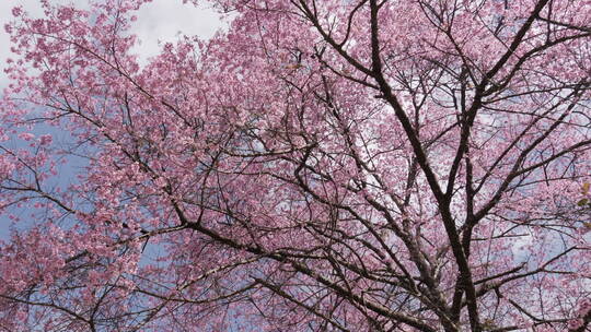 春天公园的樱花