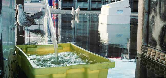 海鸥站在建筑物附近流水附近的地面上