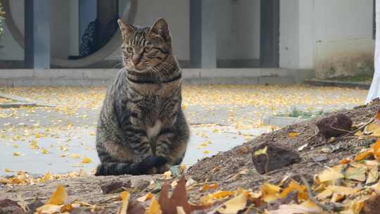 一只站在银杏树边发呆的狸花猫