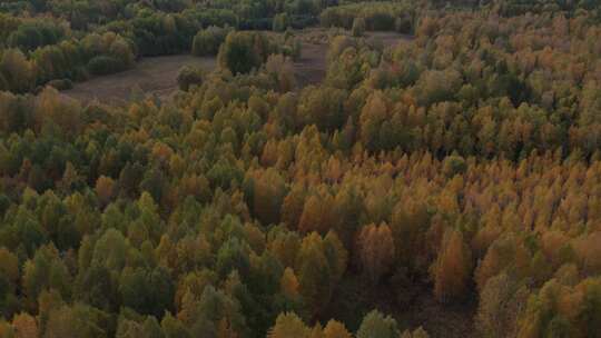 秋天的黄绿森林视频素材模板下载