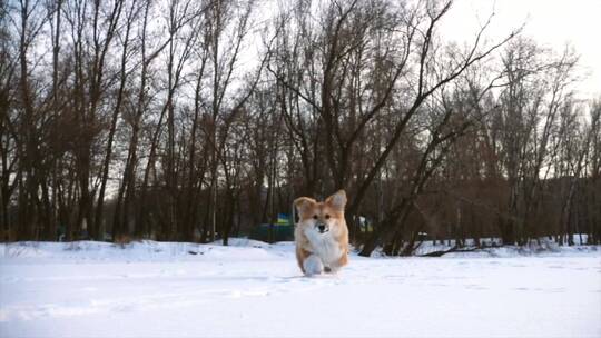 小狗在雪地里慢动作奔跑