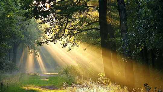 阳光洒进森林丁达尔效应生态宣传广告片
