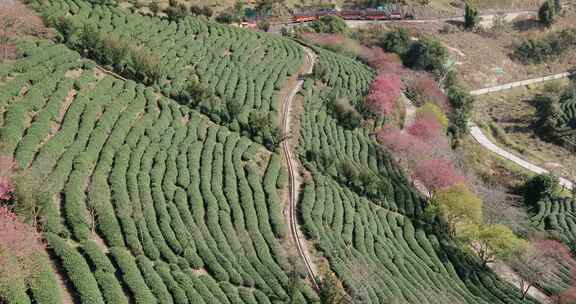 福建漳平龙岩永福樱花茶园