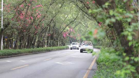 开满鲜花的公路，深圳香山中街车流
