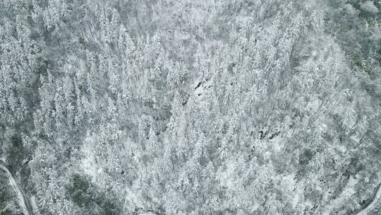 合集冬天森林雪景4K航拍