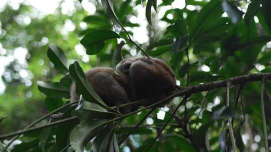 野生动物实拍视频