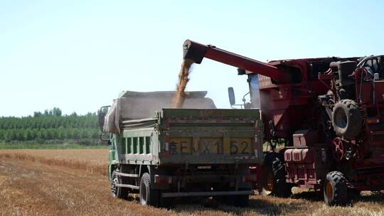 小麦收割粮车装粮