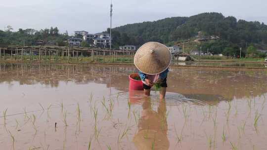 农民在水田中弯腰插秧的劳作画面