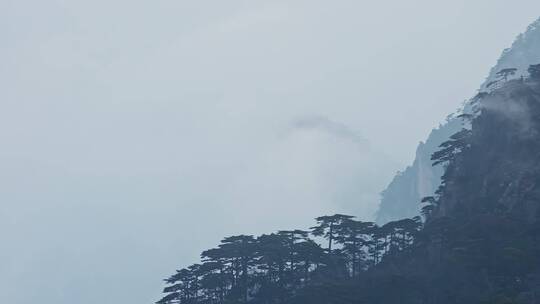 云雾朦胧悬崖上的松树