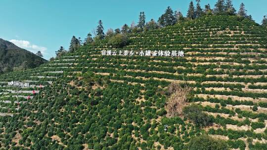 黄山毛峰核心产区明前茶视频素材模板下载