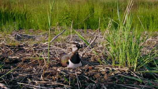 北Lapwing，鸟，巢，蛋