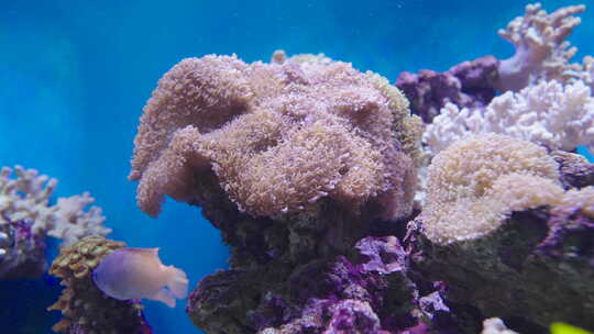 海底世界 珊瑚 鱼视频素材模板下载