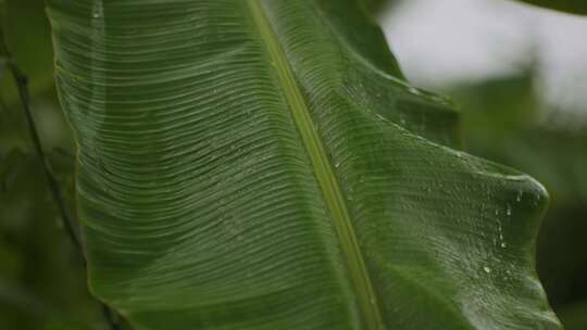 带雨水水珠的香蕉叶特写