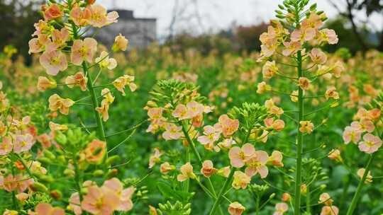 油菜花春天油菜花海油菜花田菜花花海