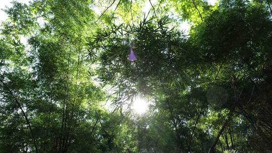 竹林视频素材竹子背景绿色竹叶太阳光斑竹林