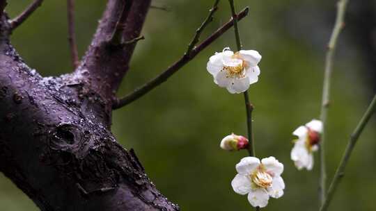 春天雨雪中的梅花花朵特写