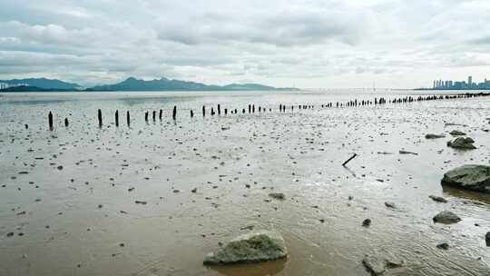 深圳湾滩涂视频素材模板下载