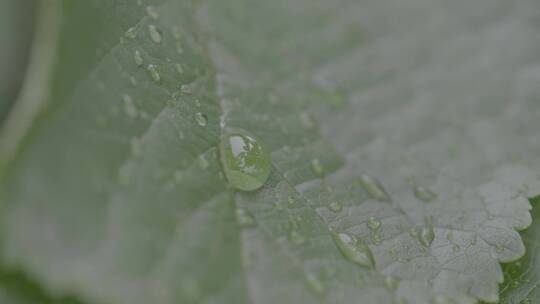 雨中樱桃树的叶子LOG