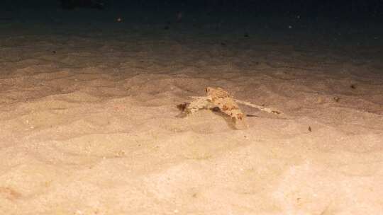 飞行Gurnard，海洋，水下，海底