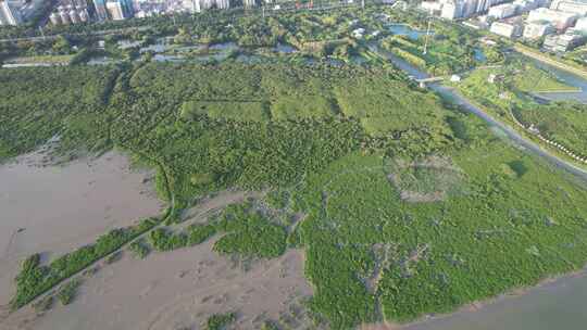 福田红树林生态公园