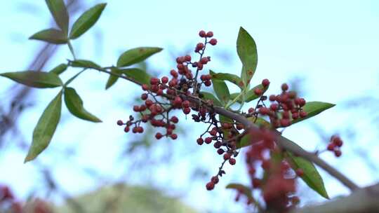 花椒 花椒收获 麻椒 三农 农业