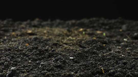 延时生长植物，萌芽新生植物，黑麦田，谷物作物，延时生长