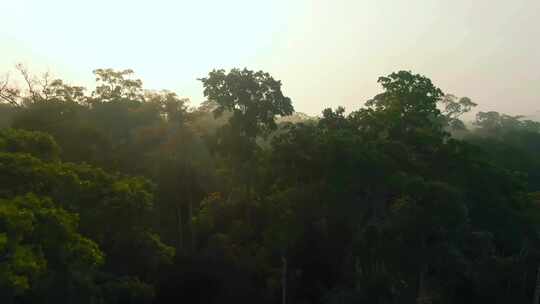 云海日出清晨雾气云南广西森林茂密树木绿色植被绿色青山 (1)