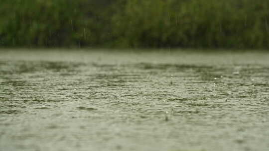 下雨水滴水珠涟漪池塘沼泽湿地