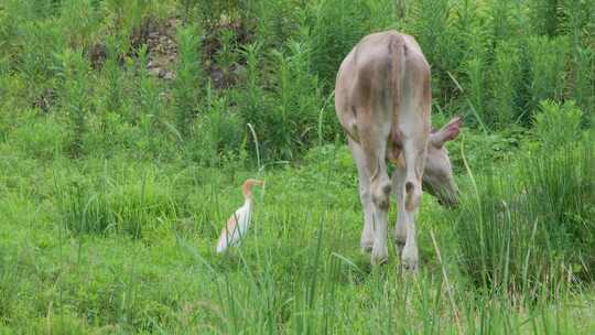 山谷草地的和谐交响：白鹭与小白牛的共舞