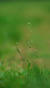 4K花草植物素材——荠菜