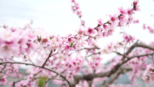 桃花盛开桃花源