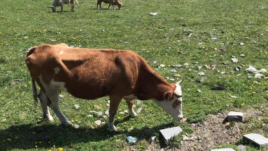 奶牛吃草