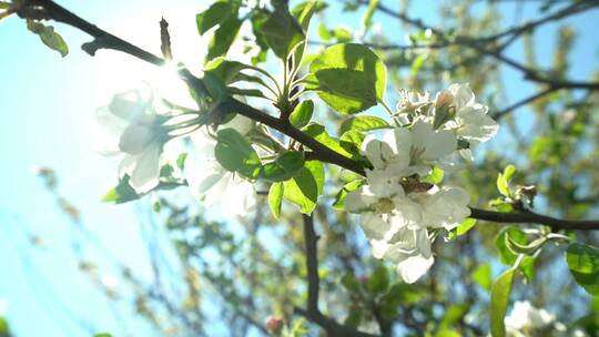 阳光下树枝上花朵上的蜜蜂