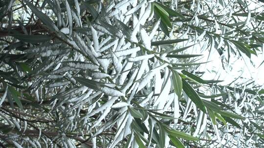 下雪天树叶上的积雪视频素材模板下载