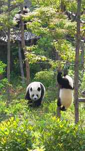 可爱大熊猫一家人在树林玩耍国宝幼崽