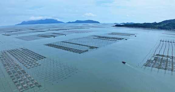 霞浦福建潮间带紫菜养殖0117