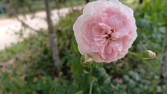 粉色小清新月季花花朵