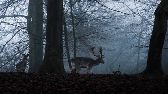 傍晚迷雾森林里的鹿群