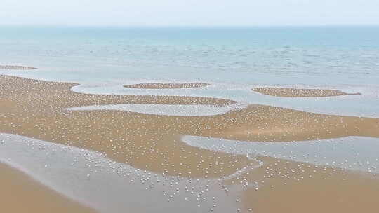 海边成群鸽子群