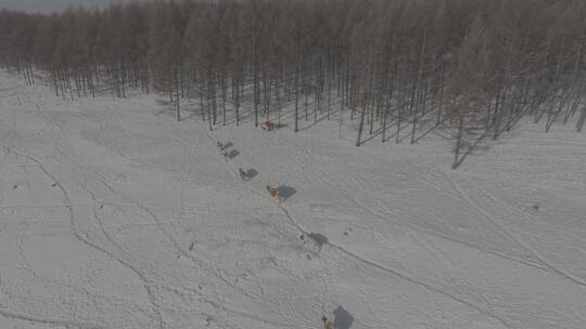 冬天阿尔山雪原上行走的牛群4k60p dlog