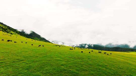 青藏高原牦牛群 草原生态动物 玉科 逆光